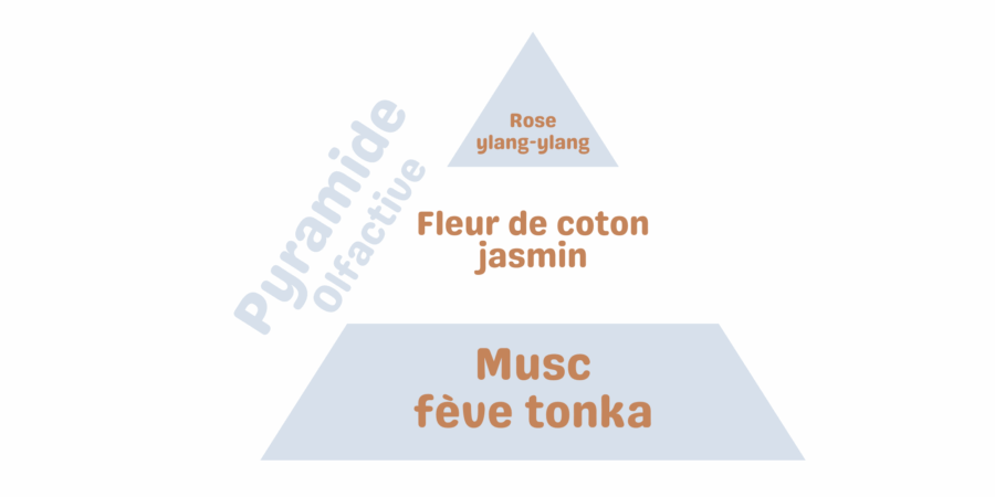 pyramide olfactive cocon de coton
